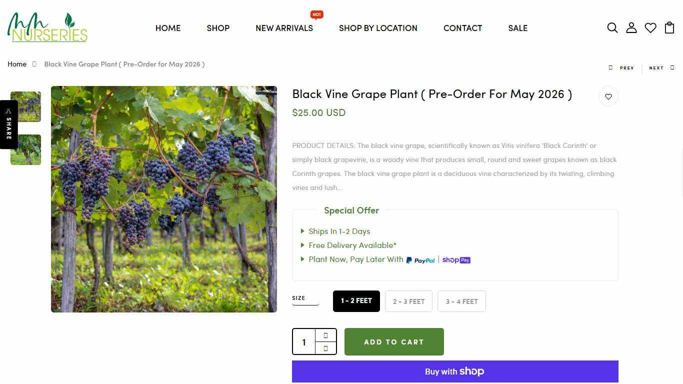 Black Vine Grape Plant ( Pre-Order for May 2026 ) – M M Nurseries